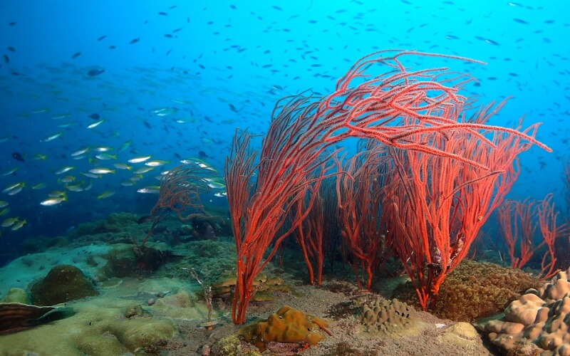 原木が20センチほどの地中海産の赤珊瑚