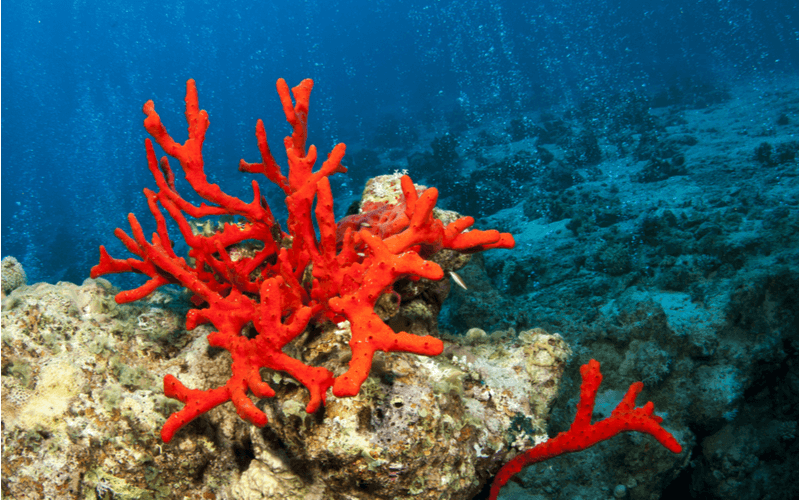 3月の誕生石 珊瑚（コーラル - Coral）
